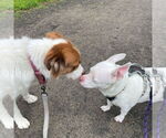 Small #2 Bulldog-Pembroke Welsh Corgi Mix