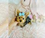 Small #13 Yorkshire Terrier