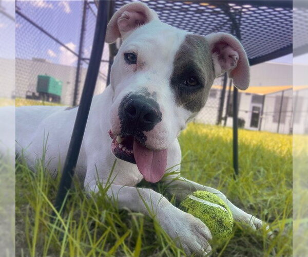 Medium Photo #2 American Pit Bull Terrier-Unknown Mix Puppy For Sale in Ocala, FL, USA