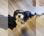 Small #2 Cavachon