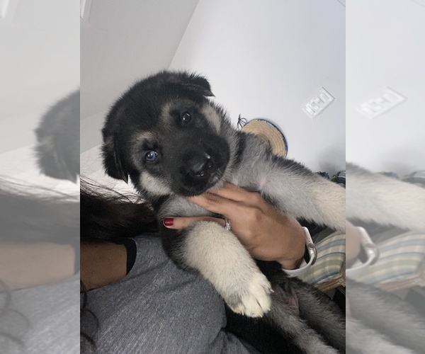 Medium Photo #1 German Shepherd Dog Puppy For Sale in HIGHLAND, NY, USA