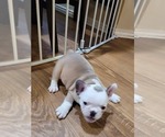 Small Photo #15 French Bulldog Puppy For Sale in GARLAND, TX, USA