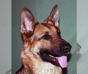 Mother of the German Shepherd Dog puppies born on 08/08/2022