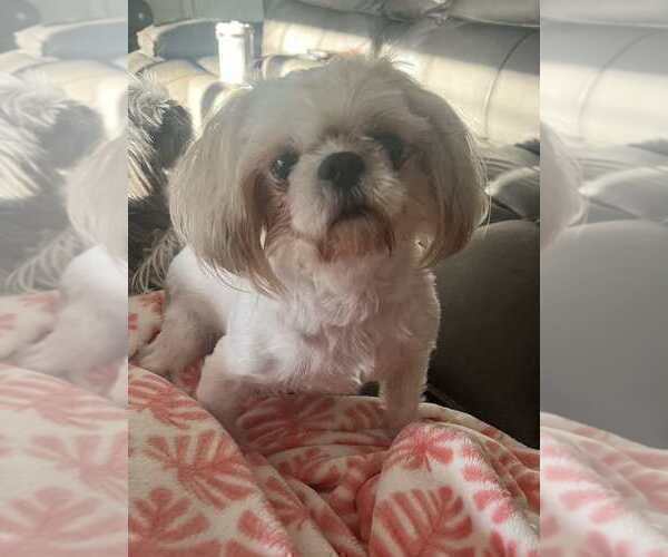 Medium Photo #1 Shih Tzu Puppy For Sale in FANNING SPGS, FL, USA
