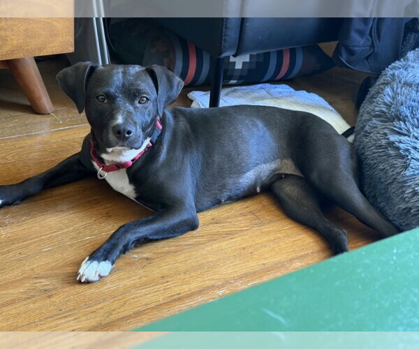 Medium Photo #3 Mutt Puppy For Sale in San Francisco, CA, USA
