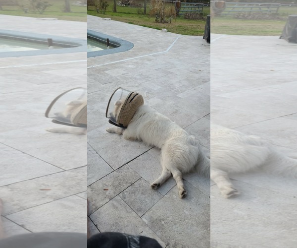 Medium Photo #4 American Eskimo Dog Puppy For Sale in Pikesville, MD, USA