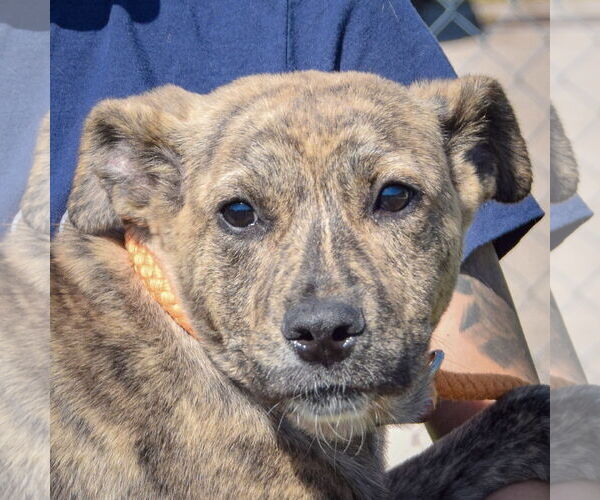 Medium Photo #1 American Staffordshire Terrier-Mastiff Mix Puppy For Sale in Huntley, IL, USA