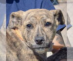 Small American Staffordshire Terrier-Mastiff Mix