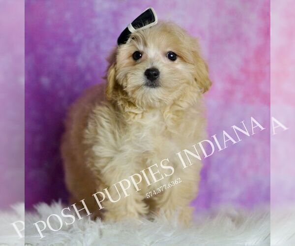 Medium Photo #6 Maltipoo (Miniature) Puppy For Sale in WARSAW, IN, USA