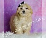 Small Photo #117 Maltipoo (Miniature) Puppy For Sale in WARSAW, IN, USA