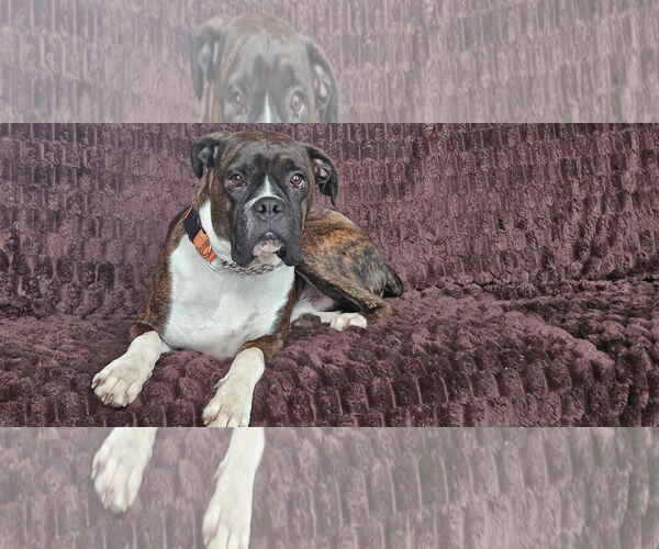 Medium Photo #1 Boxer Puppy For Sale in Woodbury, MN, USA