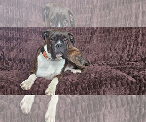 Boxer Dogs for adoption in Woodbury, MN, USA