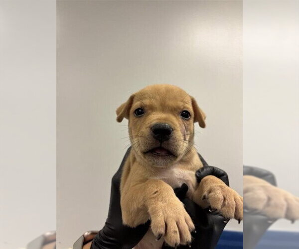 Medium Photo #1 Labrador Retriever Puppy For Sale in Corpus Christi, TX, USA