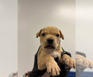 Labrador Retriever Dogs for adoption in Corpus Christi, TX, USA