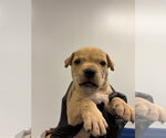 LUMIERE - Male Labrador Retriever Dog for Adoption - Small photo