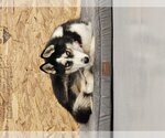 Small Photo #7 Siberian Husky Puppy For Sale in Severn, MD, USA