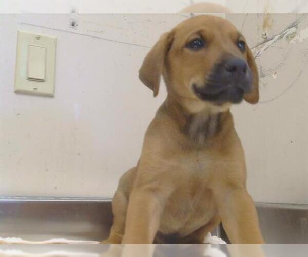 Medium Photo #1 German Shepherd Dog-Texas Heeler Mix Puppy For Sale in Sacramento, CA, USA