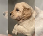 Small Photo #55 Golden Retriever Puppy For Sale in RICHMOND, TX, USA