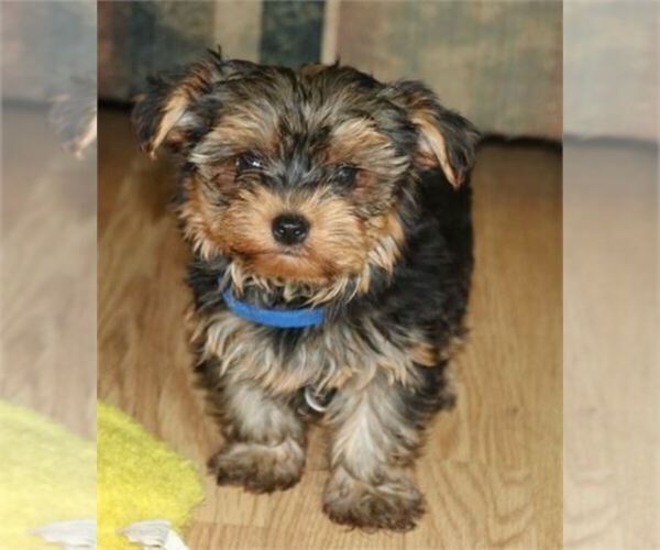 Medium Photo #1 Yorkshire Terrier Puppy For Sale in ORO VALLEY, AZ, USA