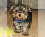 Small Yorkshire Terrier