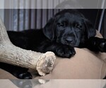 Small Photo #26 Labrador Retriever Puppy For Sale in STROUD, OK, USA