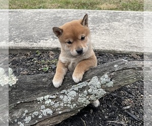 Medium Shiba Inu