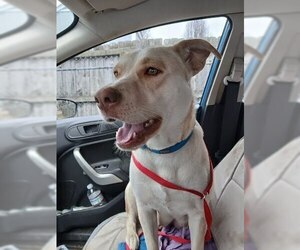 Labsky Dogs for adoption in Evansville, IN, USA