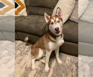 Siberian Husky Dogs for adoption in Rustburg, VA, USA