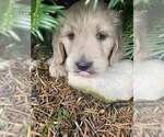 Small Photo #5 Goldendoodle Puppy For Sale in PARKER CITY, IN, USA