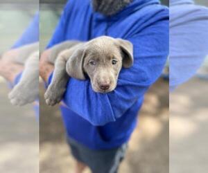 Labrador Retriever Puppy for Sale in WEATHERFORD, Texas USA