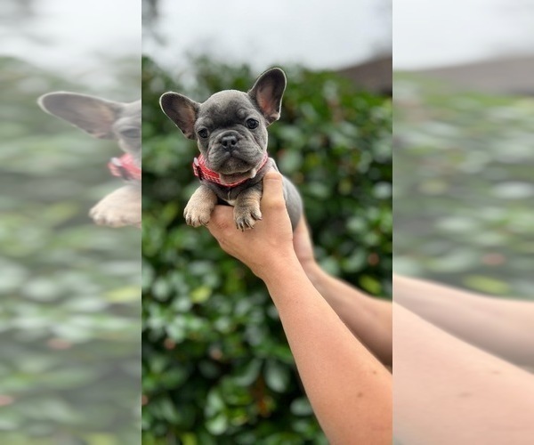 Medium Photo #6 French Bulldog Puppy For Sale in ERIAL, NJ, USA