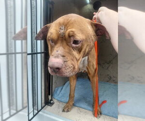 Mutt Dogs for adoption in St. Cloud, FL, USA