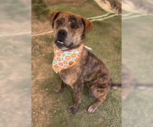 Buttercup - Female Catahoula Leopard Dog-Unknown Mix Dog for Adoption - Photo #2
