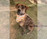Small #1 Catahoula Leopard Dog Mix
