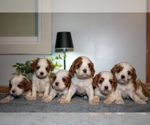 Cavapoo (Miniature) Litter for sale in CAMDEN, MI, USA