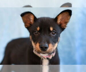 Mutt Dogs for adoption in Gloversville, NY, USA