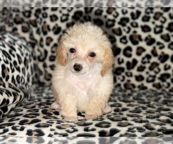 Medium Photo #5 Poodle (Toy) Puppy For Sale in DETROIT, MI, USA