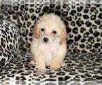 Litter of 3 - Female Poodle (Toy)Litter of Puppies for Sale - Photo #5
