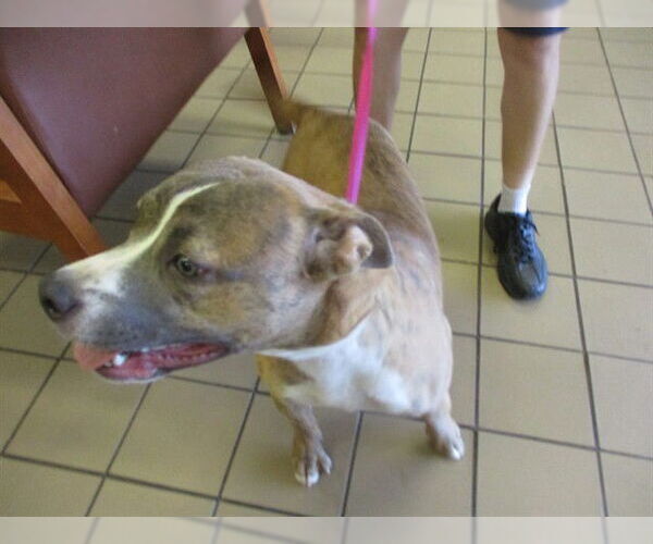 Medium Photo #1 American Pit Bull Terrier-Unknown Mix Puppy For Sale in Ocala, FL, USA
