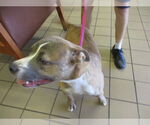 Small American Pit Bull Terrier Mix