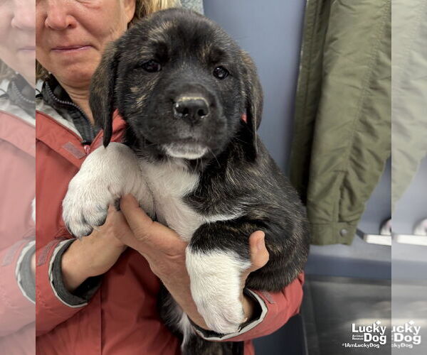 Medium Photo #1 Labrenees Puppy For Sale in Washington, DC, USA