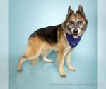 Small #1 German Shepherd Dog