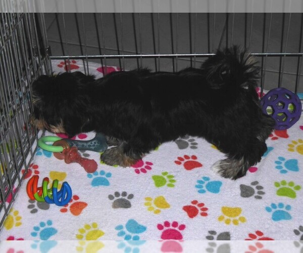 Medium Photo #2 Havashire Puppy For Sale in ORO VALLEY, AZ, USA