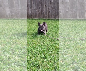 French Bulldog Puppy for sale in RICHMOND, TX, USA