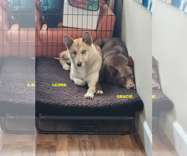 Medium Photo #6 Australian Kelpie-Siberian Husky Mix Puppy For Sale in Woodland Hills, CA, USA