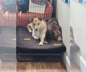 GRACIE & LEONA - Female Australian Kelpie-Siberian Husky Mix Dog for Adoption - Photo #6