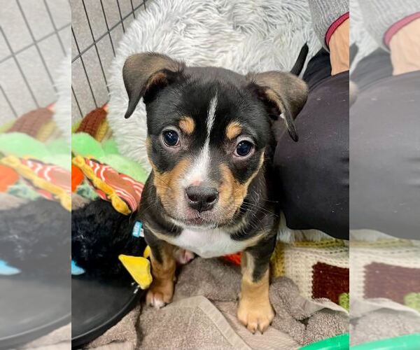 Medium Photo #1 Mutt Puppy For Sale in Elmsford, NY, USA