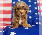 Small #3 Aussiedoodle Miniature -Poodle (Toy) Mix