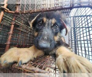 German Shepherd Dog-Unknown Mix Dogs for adoption in Houston, TX, USA