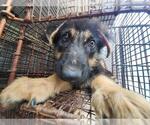 Small German Shepherd Dog Mix